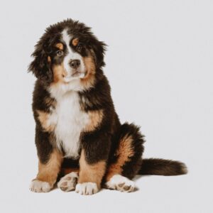 Bernese Puppy studio photograph