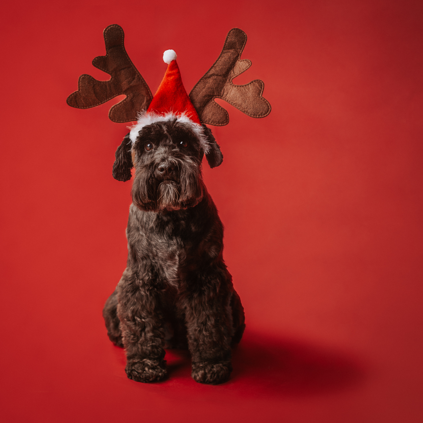 Cute dog with a Santa Hat on with a Christmasy Red Background