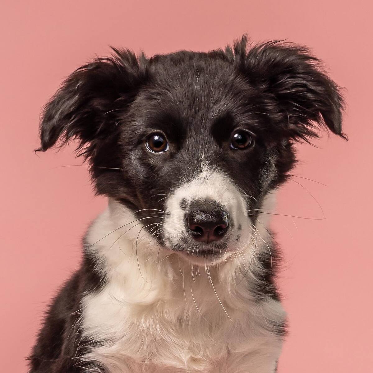 Border Collie Puppy photographed with a pink background